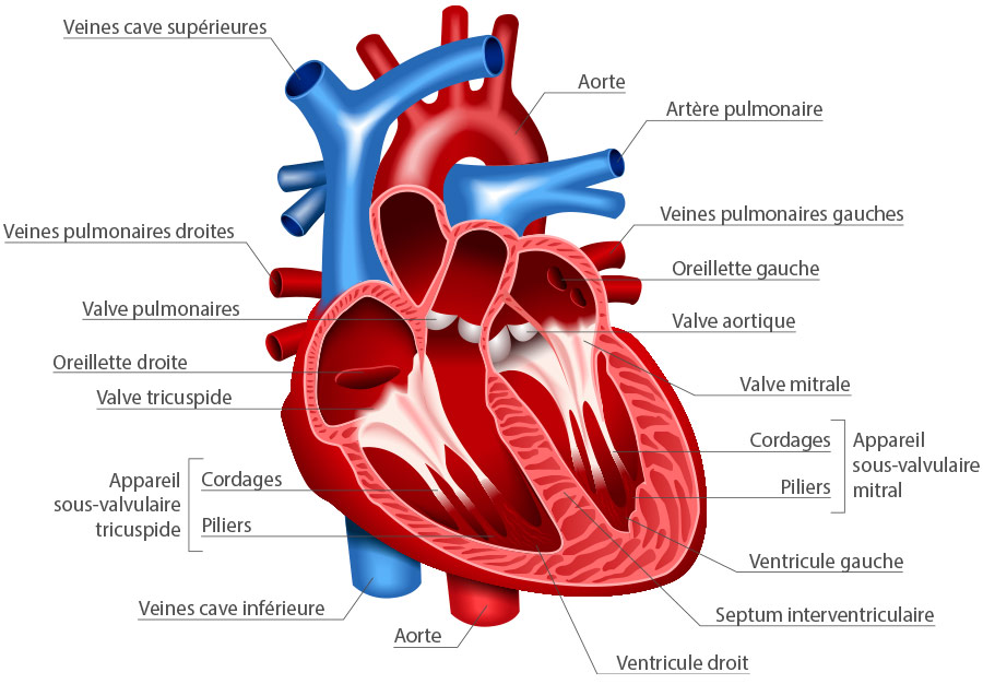 coeur anatomie